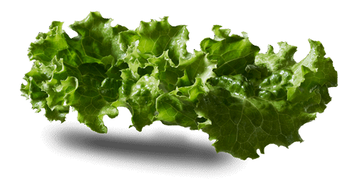 Lechuga